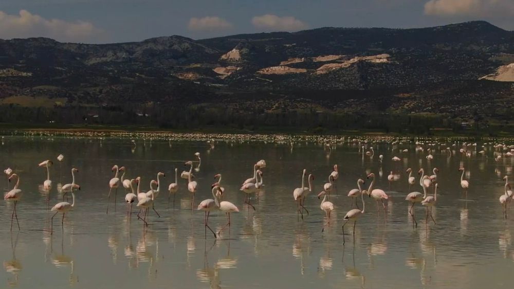 Yarışlı Gölü Kuruyor: Flamingolar ve Endemik Canlılar Tehlikede