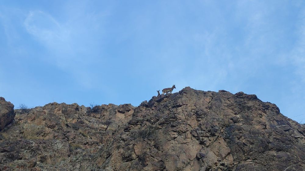 Uzundere'de dağ keçileri gözlerden kaçmadı