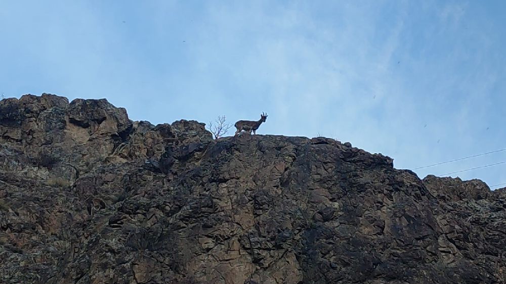 Uzundere'de dağ keçileri gözlerden kaçmadı