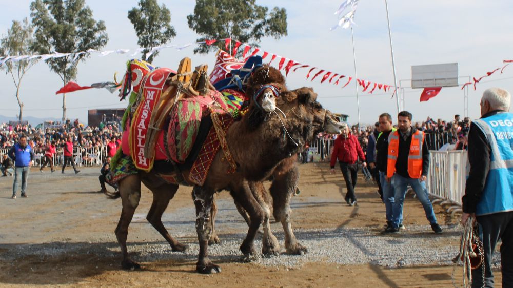 Kış festivalinin en önemli festivali olan yılın ilk deve güreşi gerçekleşti