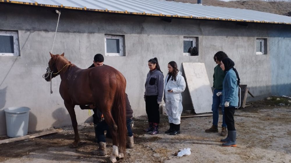  Cirit atları sağlık taramasından geçirildi