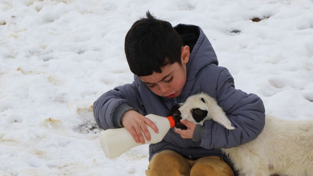 Bayburt’ta yeni doğan kuzu telaşı