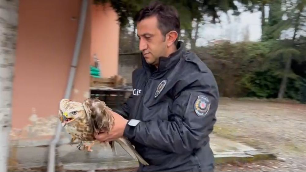 Polis memurunun kurtardığı kızıl şahin tedavi altında| Haberler