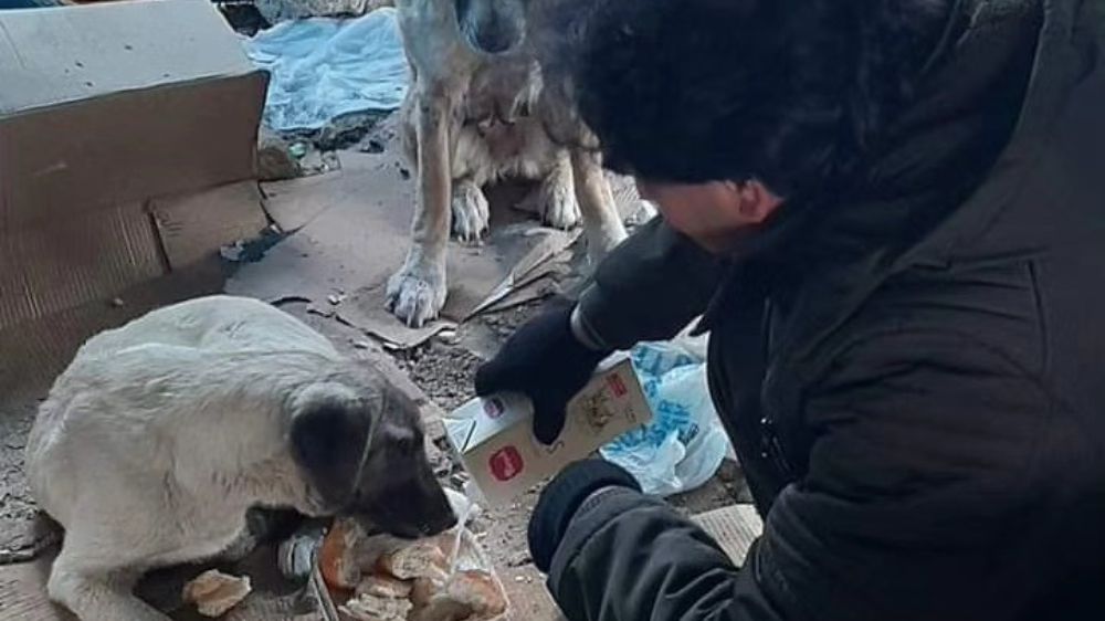 Elazığ'da Sokak Hayvanlarına Sevgi Eli