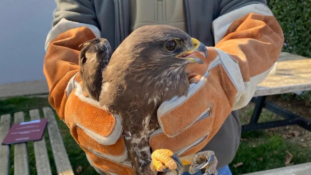 Manisa'da Yaralı Şahin Kurtarıldı! - Haberler 