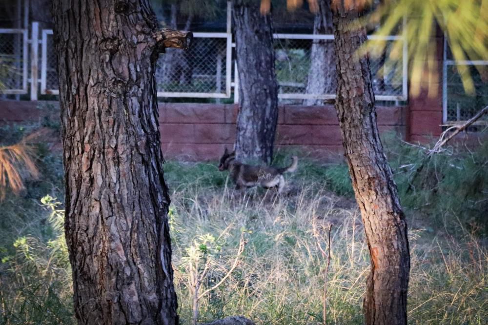 Antalya'da ormanlık alanda bulunan cesedin kafası ve kolları ‘hassas burunla’ aranıyor