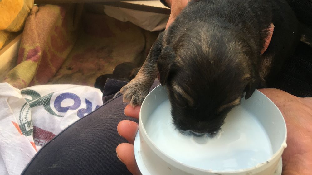 Aydın'da Ticari Araç Sürücüsü Köpeği Ezdi ve Kaçtı! - Haberler 