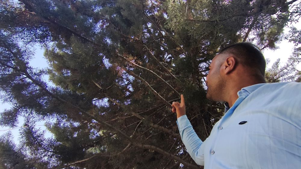 Ağaç gölgesinde ürküten manzara, fareyi yutmaya çalışan yılanla göz göze geldi