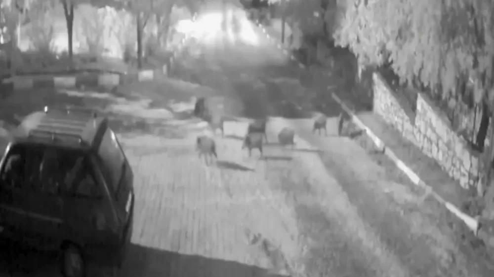 Antalya'da domuz sürüsü gece yarısı köye indi: O anlar kameraya yansıdı