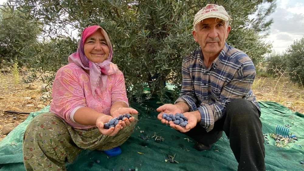 Zeytin hasadı başladı, bahçelerde türküler eksik olmuyor